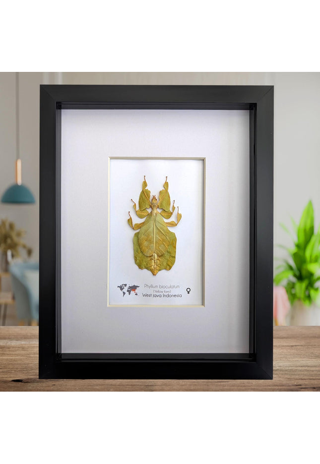 Pulchriphyllium or phyllium bioculatum, seychelles leaf insect, javanese leaf insect, gray's leaf from indonesia, yellow, framed  8" x 10"