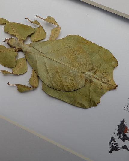 Pulchriphyllium or phyllium bioculatum, seychelles leaf insect, javanese leaf insect, gray's leaf from indonesia, yellow, framed  8" x 10"