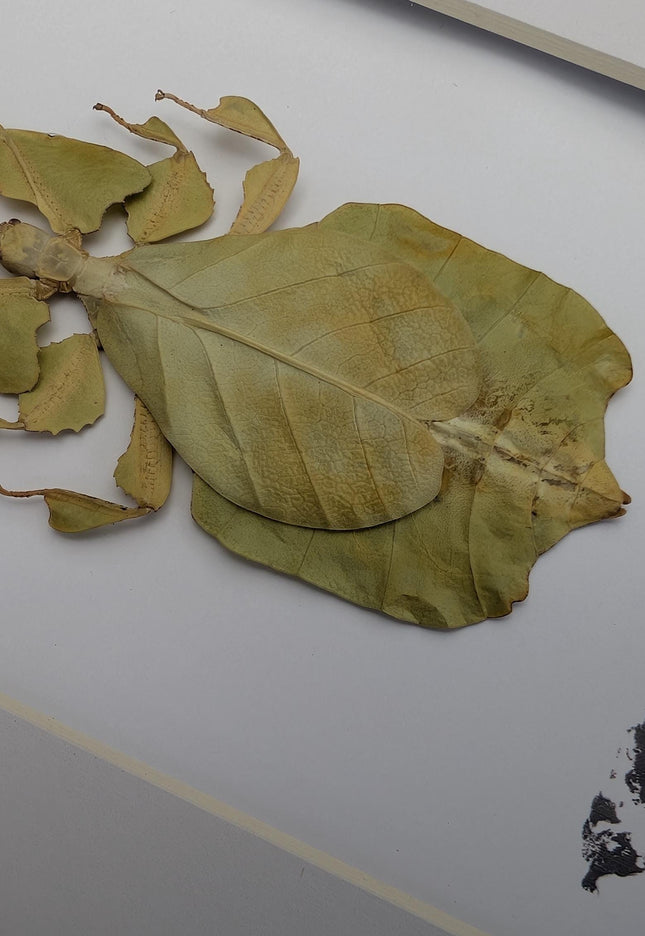 Pulchriphyllium or phyllium bioculatum, seychelles leaf insect, javanese leaf insect, gray's leaf from indonesia, yellow, framed  8" x 10"