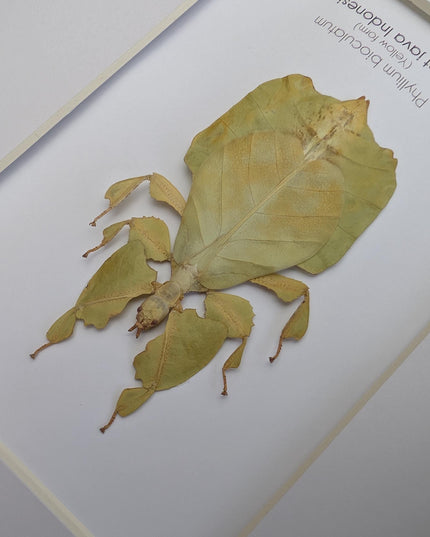 Pulchriphyllium or phyllium bioculatum, seychelles leaf insect, javanese leaf insect, gray's leaf from indonesia, yellow, framed  8" x 10"