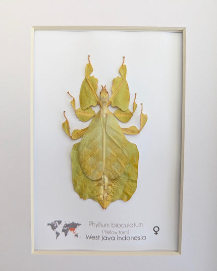 Pulchriphyllium or phyllium bioculatum, seychelles leaf insect, javanese leaf insect, gray's leaf from indonesia, yellow, framed  8" x 10"