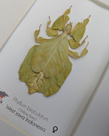 Pulchriphyllium or phyllium bioculatum, seychelles leaf insect, javanese leaf insect, gray's leaf from indonesia, yellow, framed  8" x 10"