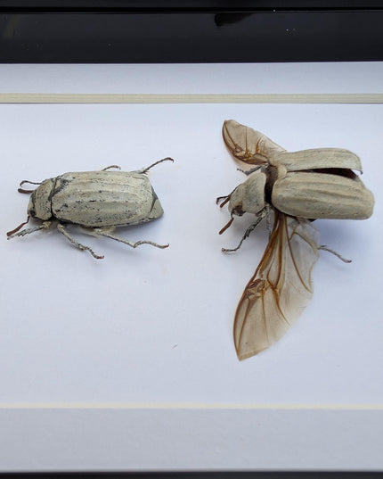 Taxidermy Beetle Display, Lepidiota Stigma Pair, Ethically Sourced Insect Art (5x7)