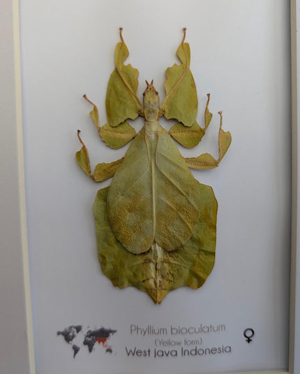 Pulchriphyllium or phyllium bioculatum, seychelles leaf insect, javanese leaf insect, gray's leaf from indonesia, yellow, framed  8" x 10"