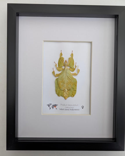 Pulchriphyllium or phyllium bioculatum, seychelles leaf insect, javanese leaf insect, gray's leaf from indonesia, yellow, framed  8" x 10"