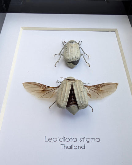 Taxidermy Beetle Display, Lepidiota Stigma Pair, Ethically Sourced Insect Art (5x7)