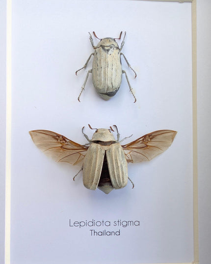 Taxidermy Beetle Display, Lepidiota Stigma Pair, Ethically Sourced Insect Art (5x7)