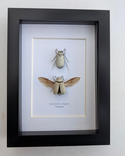 Taxidermy Beetle Display, Lepidiota Stigma Pair, Ethically Sourced Insect Art (5x7)