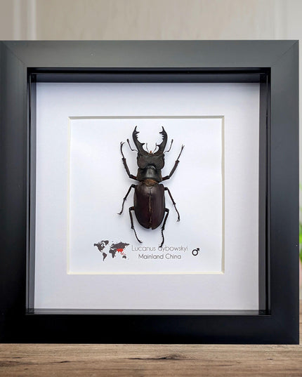 Framed miyama stag beetle taxidermy: ethically sourced entomology wall art
