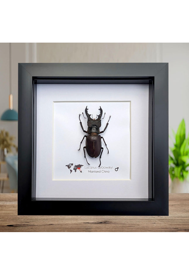 Framed miyama stag beetle taxidermy: ethically sourced entomology wall art
