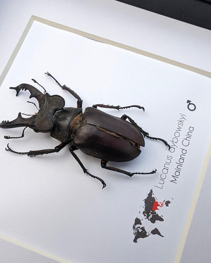 Framed miyama stag beetle taxidermy: ethically sourced entomology wall art