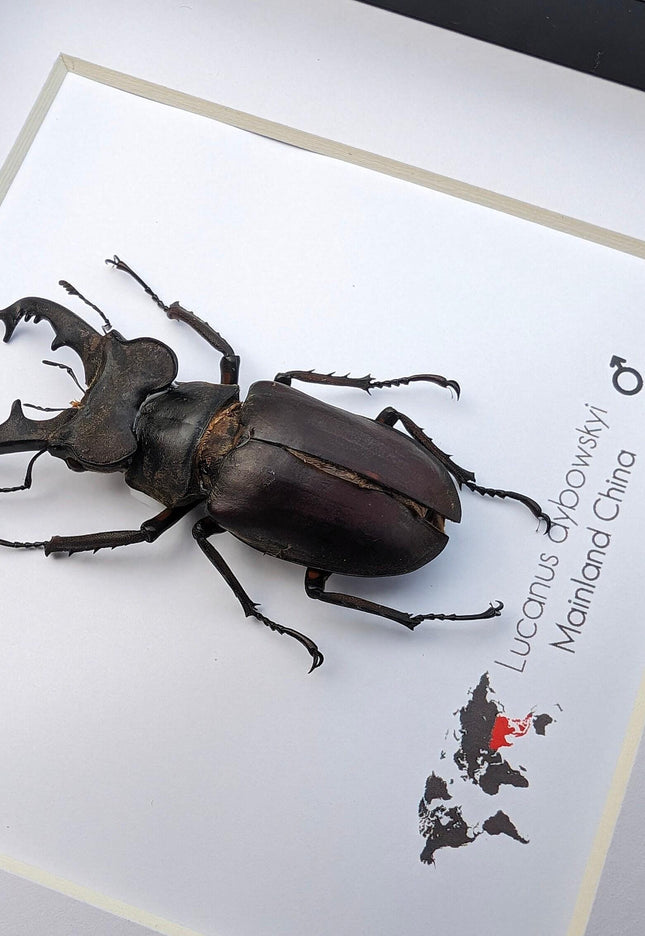 Framed miyama stag beetle taxidermy: ethically sourced entomology wall art