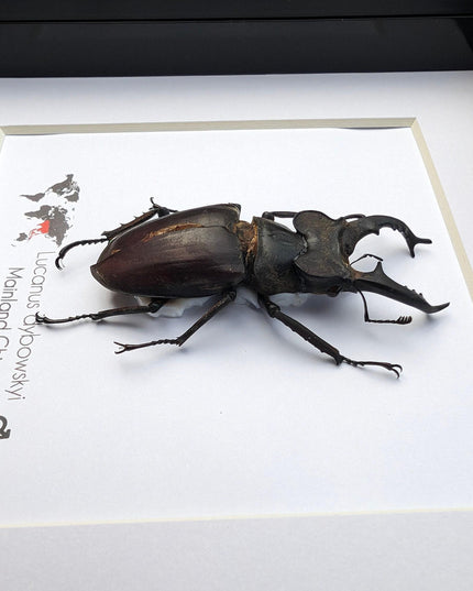 Framed miyama stag beetle taxidermy: ethically sourced entomology wall art