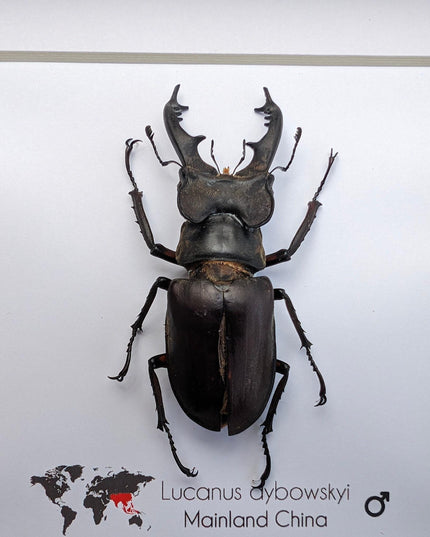 Framed miyama stag beetle taxidermy: ethically sourced entomology wall art