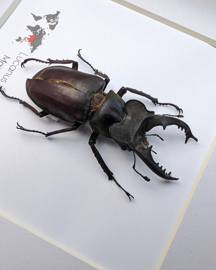 Framed miyama stag beetle taxidermy: ethically sourced entomology wall art