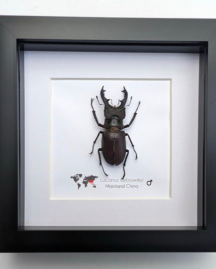 Framed miyama stag beetle taxidermy: ethically sourced entomology wall art