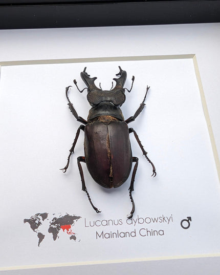 Framed miyama stag beetle taxidermy: ethically sourced entomology wall art
