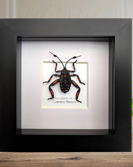 Thasus gigas taxidermy: giant mesquite bug 3rd instar - entomology wall decor