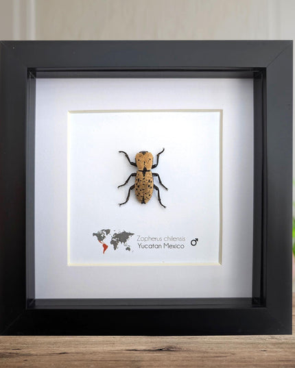 Framed jeweled beetle taxidermy: zopherus chilensis entomology display