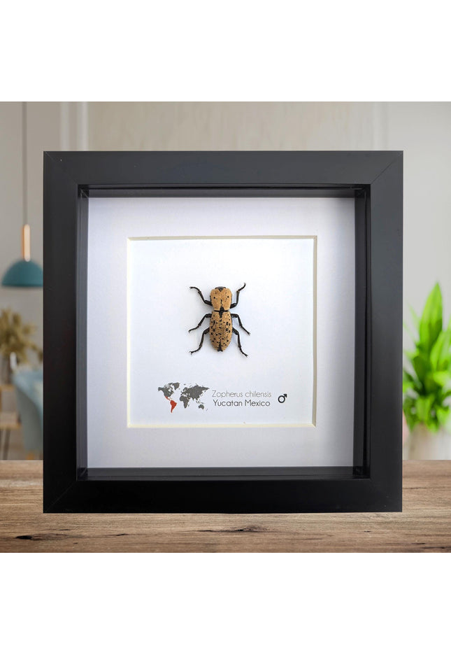 Framed jeweled beetle taxidermy: zopherus chilensis entomology display