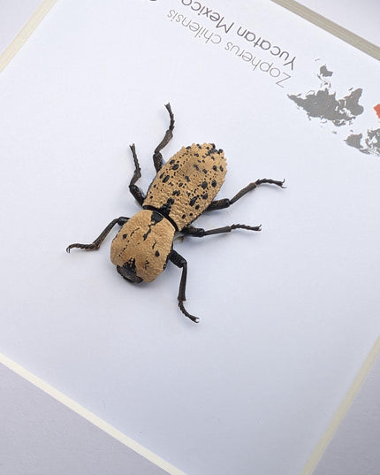 Framed jeweled beetle taxidermy: zopherus chilensis entomology display