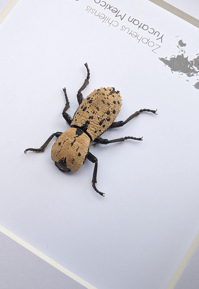 Framed jeweled beetle taxidermy: zopherus chilensis entomology display