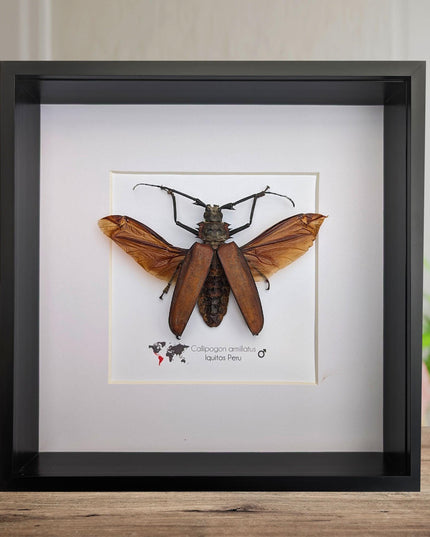 Framed giant longhorn beetle taxidermy, spread wing insect display (10" x 10")