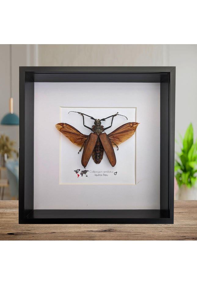 Framed giant longhorn beetle taxidermy, spread wing insect display (10" x 10")