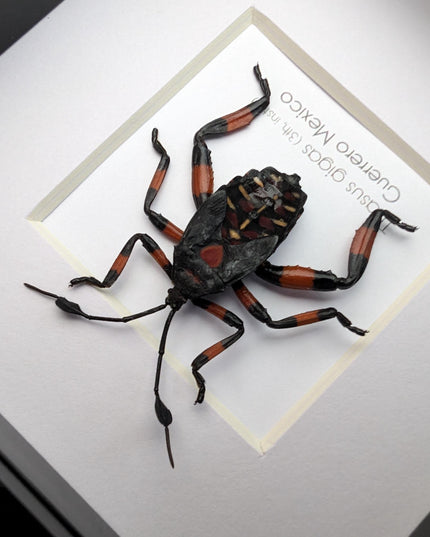 Thasus gigas taxidermy: giant mesquite bug 3rd instar - entomology wall decor