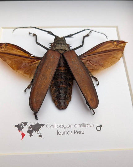 Framed giant longhorn beetle taxidermy, spread wing insect display (10" x 10")