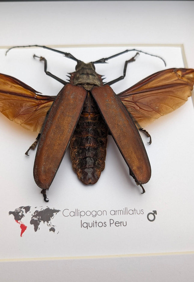 Framed giant longhorn beetle taxidermy, spread wing insect display (10" x 10")
