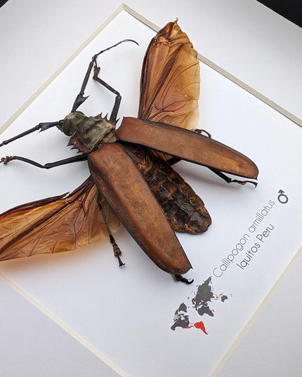Framed giant longhorn beetle taxidermy, spread wing insect display (10" x 10")