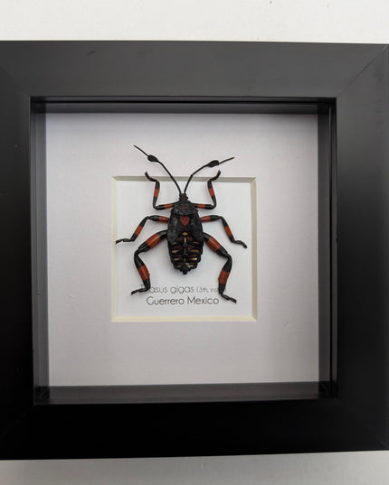 Thasus gigas taxidermy: giant mesquite bug 3rd instar - entomology wall decor