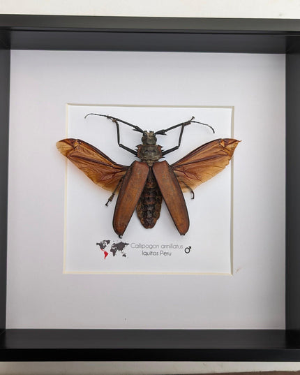 Framed giant longhorn beetle taxidermy, spread wing insect display (10" x 10")
