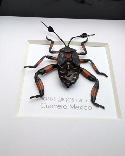 Thasus gigas taxidermy: giant mesquite bug 3rd instar - entomology wall decor