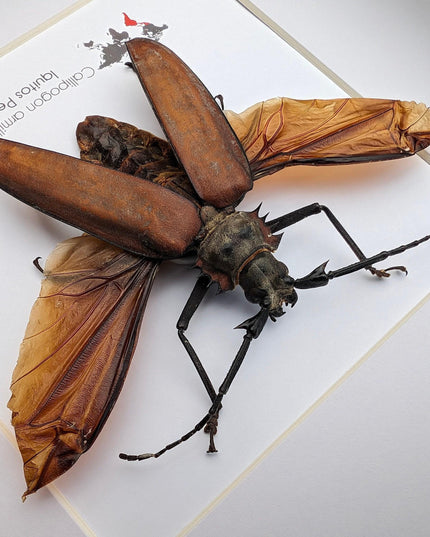 Framed giant longhorn beetle taxidermy, spread wing insect display (10" x 10")