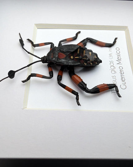 Thasus gigas taxidermy: giant mesquite bug 3rd instar - entomology wall decor