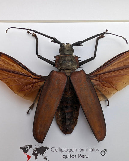 Framed giant longhorn beetle taxidermy, spread wing insect display (10" x 10")