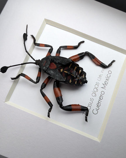 Thasus gigas taxidermy: giant mesquite bug 3rd instar - entomology wall decor