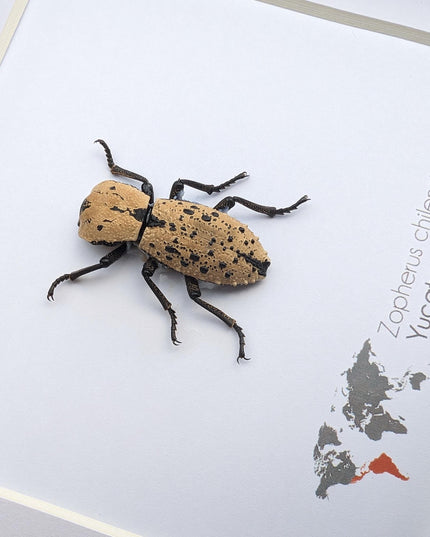 Framed jeweled beetle taxidermy: zopherus chilensis entomology display