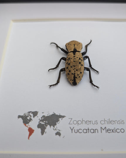 Framed jeweled beetle taxidermy: zopherus chilensis entomology display