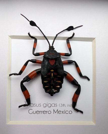 Thasus gigas taxidermy: giant mesquite bug 3rd instar - entomology wall decor