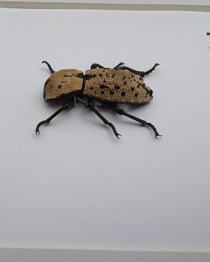 Framed jeweled beetle taxidermy: zopherus chilensis entomology display