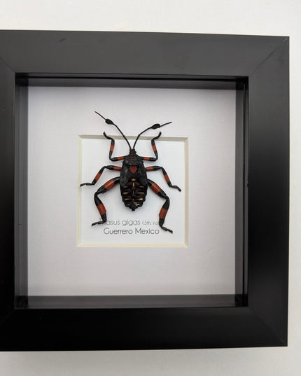 Thasus gigas taxidermy: giant mesquite bug 3rd instar - entomology wall decor