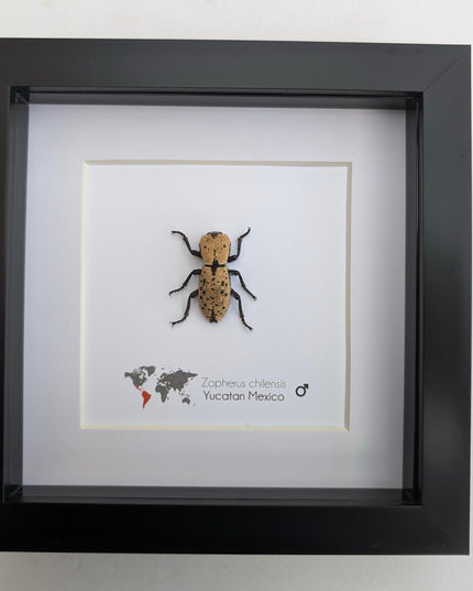 Framed jeweled beetle taxidermy: zopherus chilensis entomology display