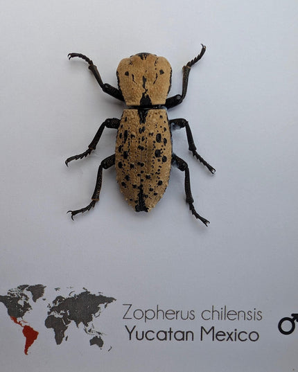 Framed jeweled beetle taxidermy: zopherus chilensis entomology display
