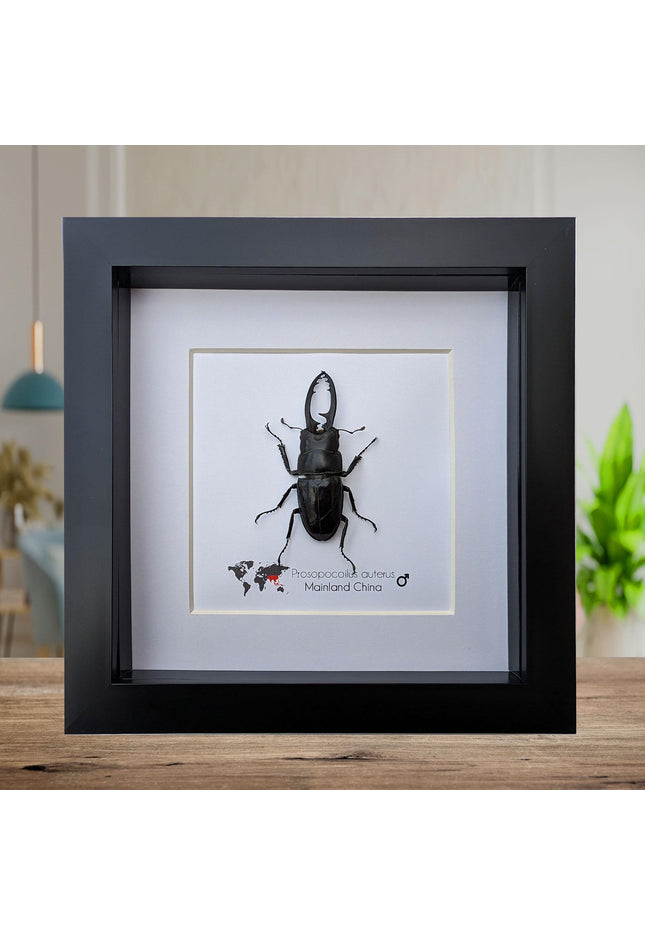 Framed stag beetle taxidermy: ethically sourced entomology wall decor (6x6)