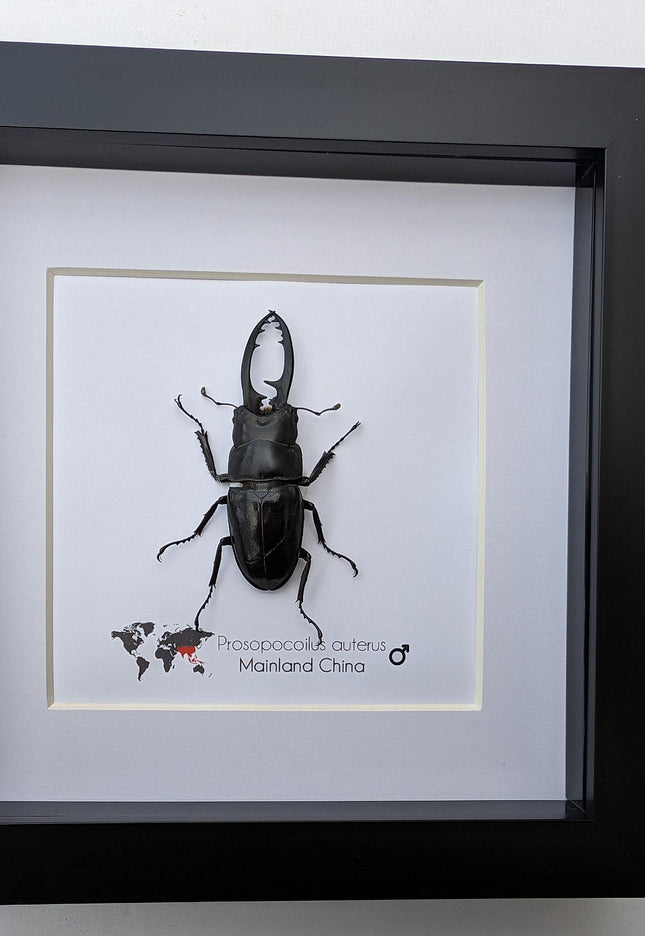 Framed stag beetle taxidermy: ethically sourced entomology wall decor (6x6)