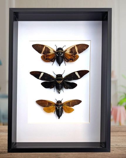 Framed cicada display: angamiana floridula, formotosena montivaga, polyneura ducalis