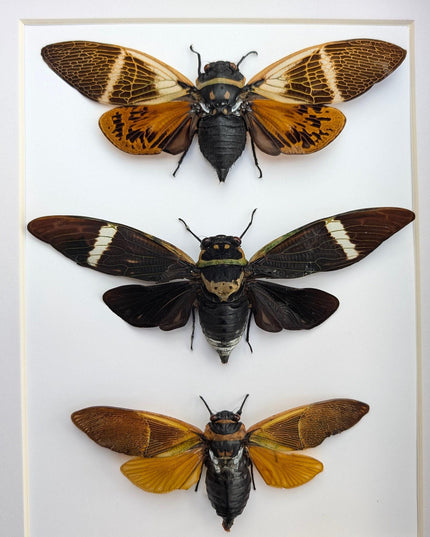Framed cicada display: angamiana floridula, formotosena montivaga, polyneura ducalis